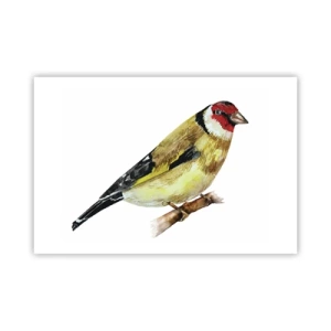 Poszter - Madárportré - 91x61 cm