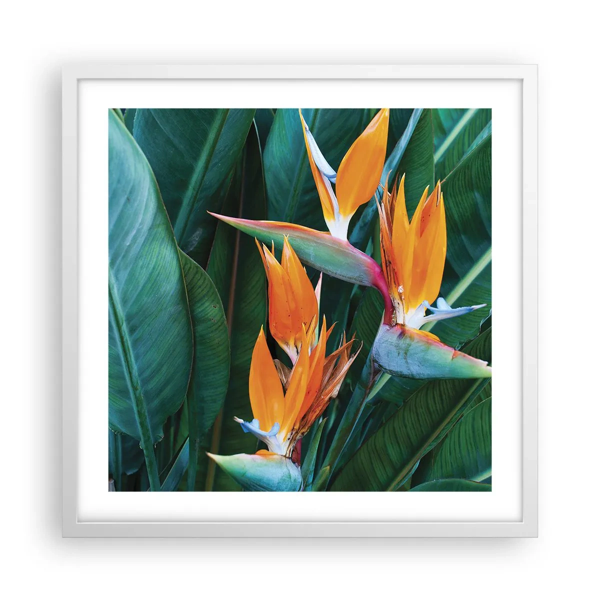 Poszter fekete keretben - Virág vagy madár? - 50x50 cm