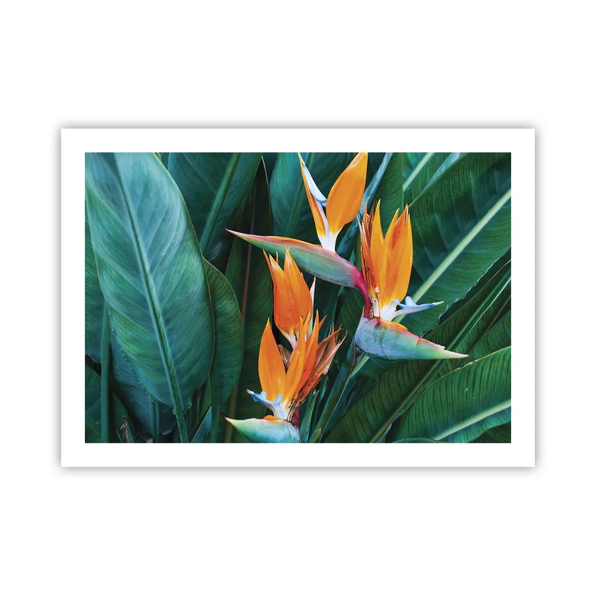 Poszter - Virág vagy madár? - 70x50 cm