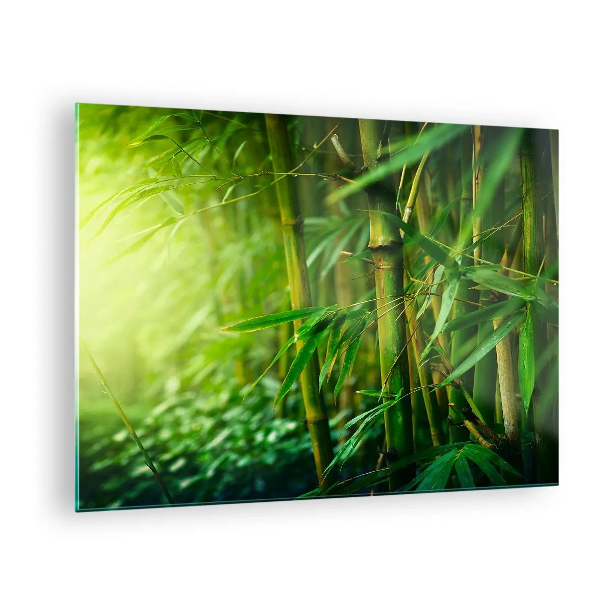 Üveg kép - Zöld bambuszerdő a napsütésben - 70x50cm - Megismerni magát a zöldet - Modern fali dekoráció nappalihoz és hálószobához ARTTOR