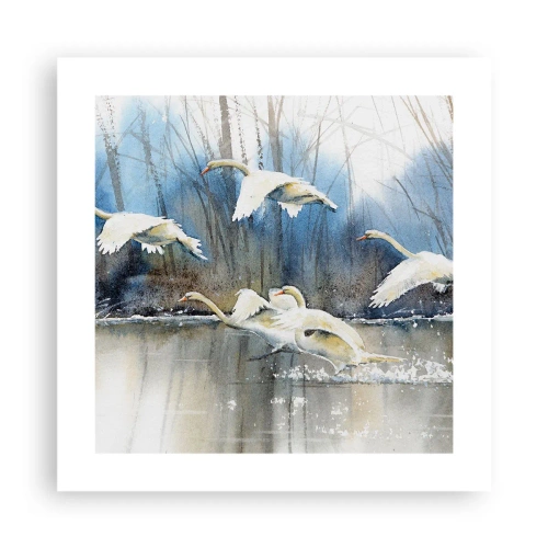 Poszter - Mint a vadhattyúkról szóló mesében - 40x40 cm