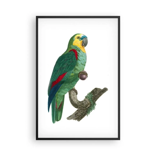 Poszter fehér keretben - Papagáj portré - 61x91 cm