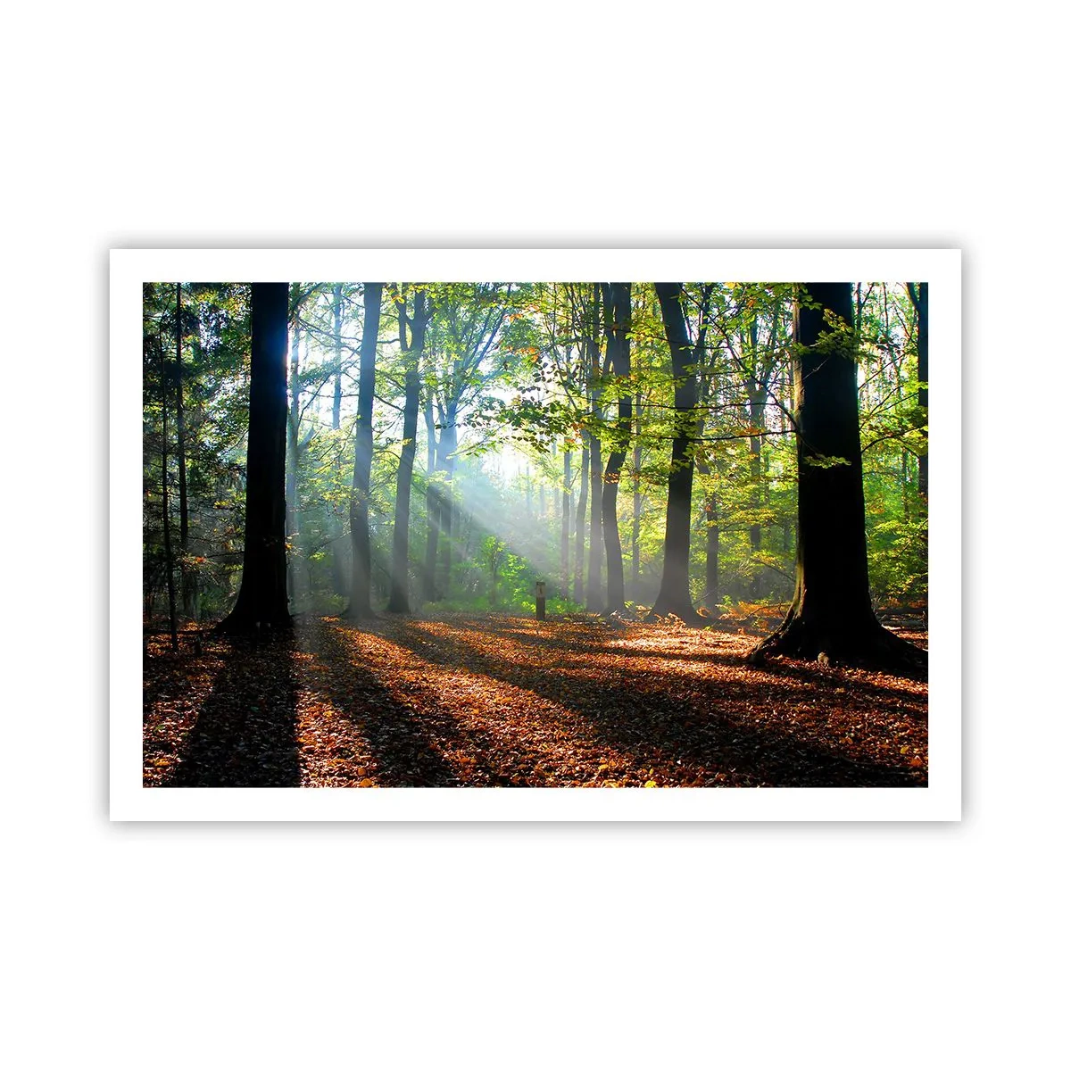 Poszter - Ragyogások és árnyékok - 91x61 cm