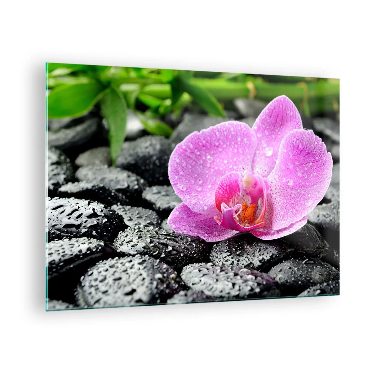 Üveg kép - Rózsaszín orchidea virág nedves fekete köveken - 70x50cm - Mint egy nyitott szív - Modern fali dekoráció nappalihoz és hálószobához ARTTOR