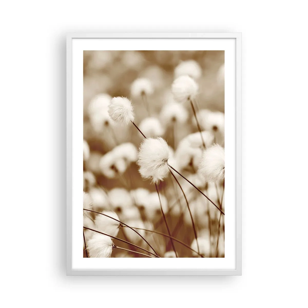 Poszter fekete keretben - Bolyhos termés - 50x70 cm