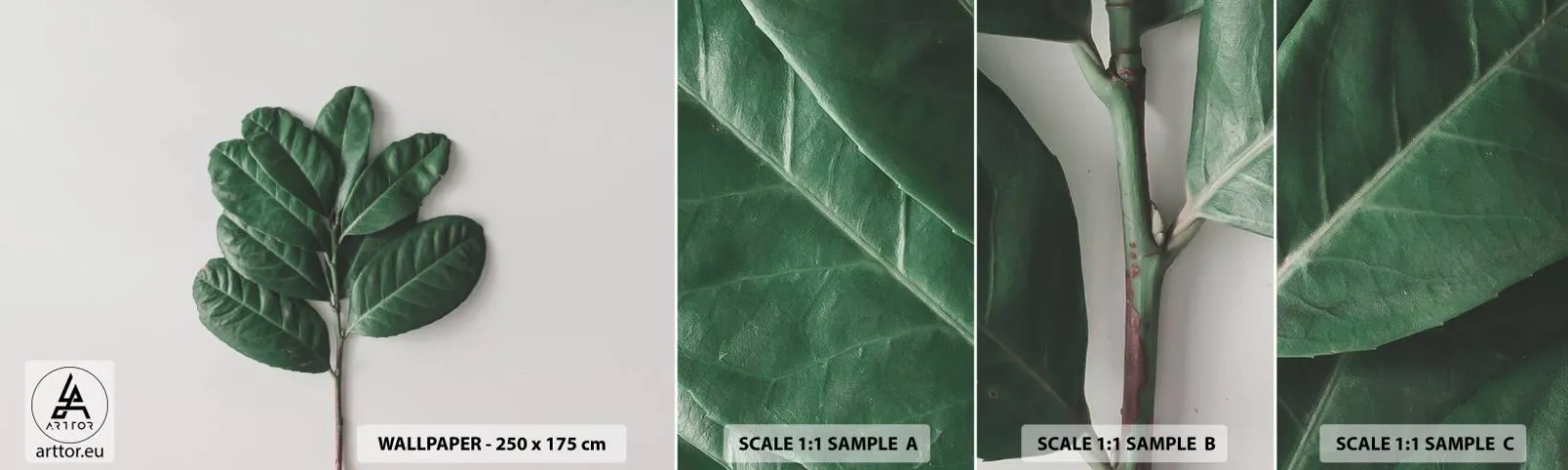 Fotótapéta Minta Standard Eco - Rajz csak a természetről - Levelek, Növény, Természet - 100x30 cm