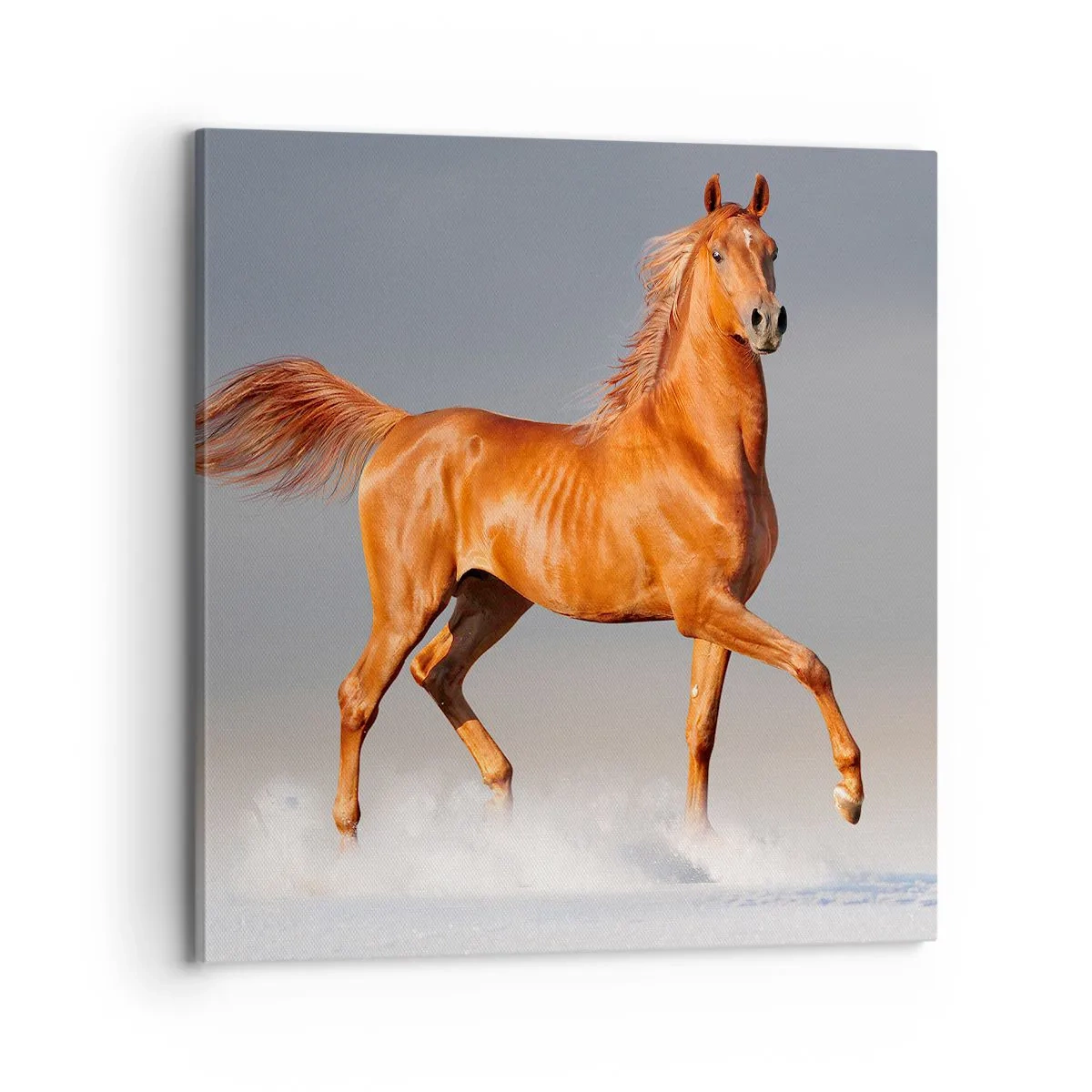 Vászonkép - Táncoló szépség - 70x70 cm