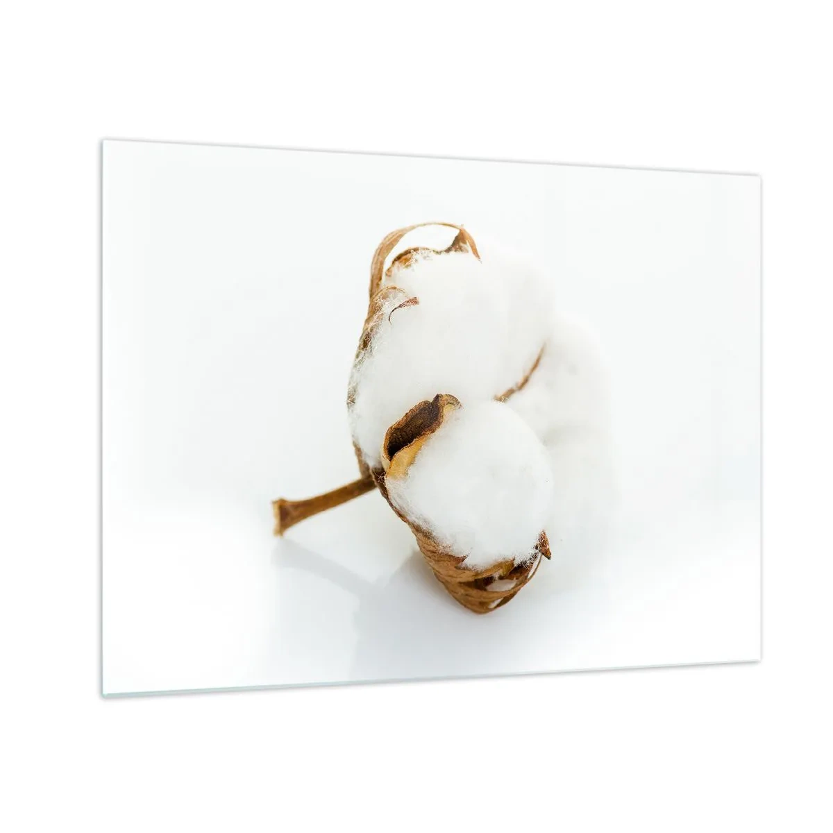 Üveg kép - Egyetlen bolyhos pamutvirág fehér alapon - 70x50cm - Lágy természetű - Modern fali dekoráció nappalihoz és hálószobához ARTTOR