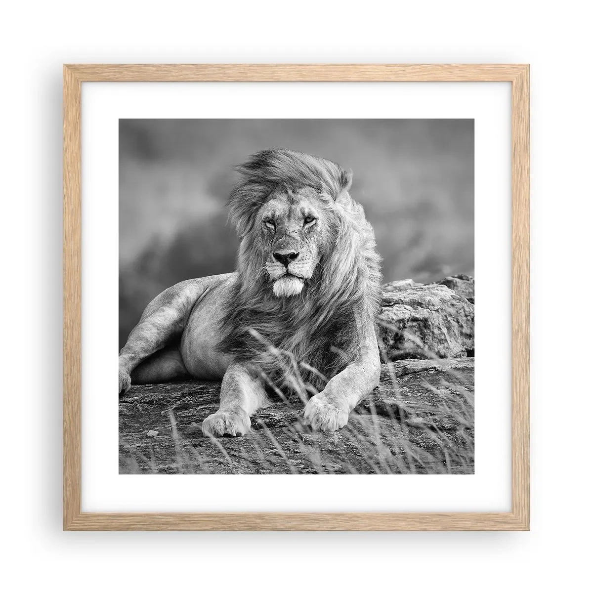 Poszter világos tölgy keretben - Királyi szieszta - 40x40 cm