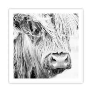 Poszter - Skót vadság - 60x60 cm