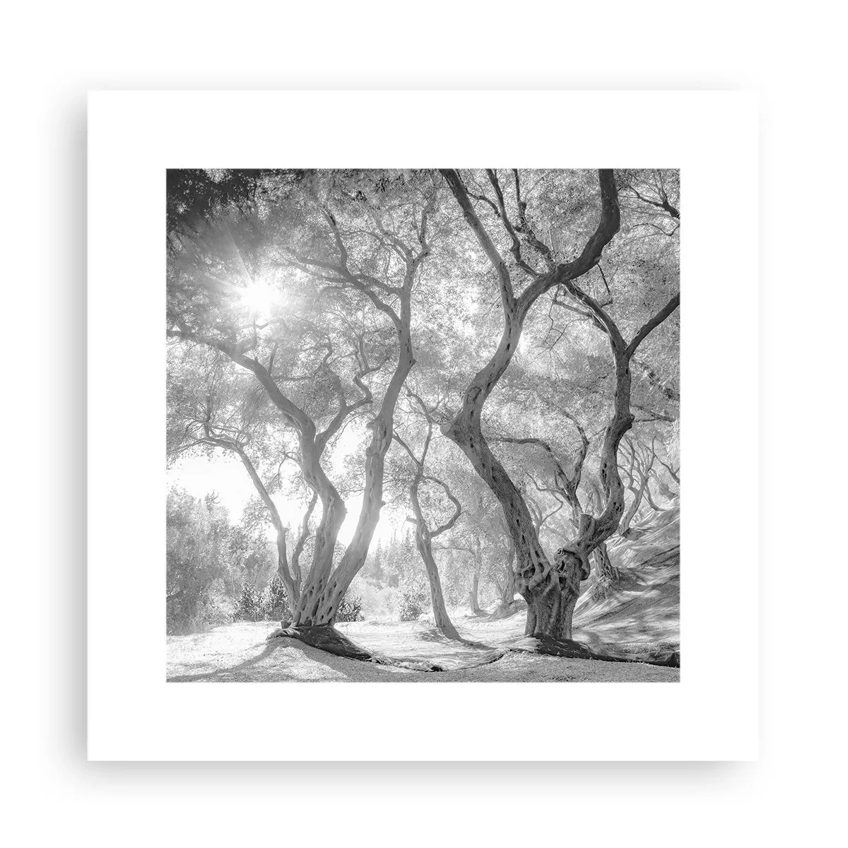 Poszter - Egy olajfaligetben - 30x30 cm