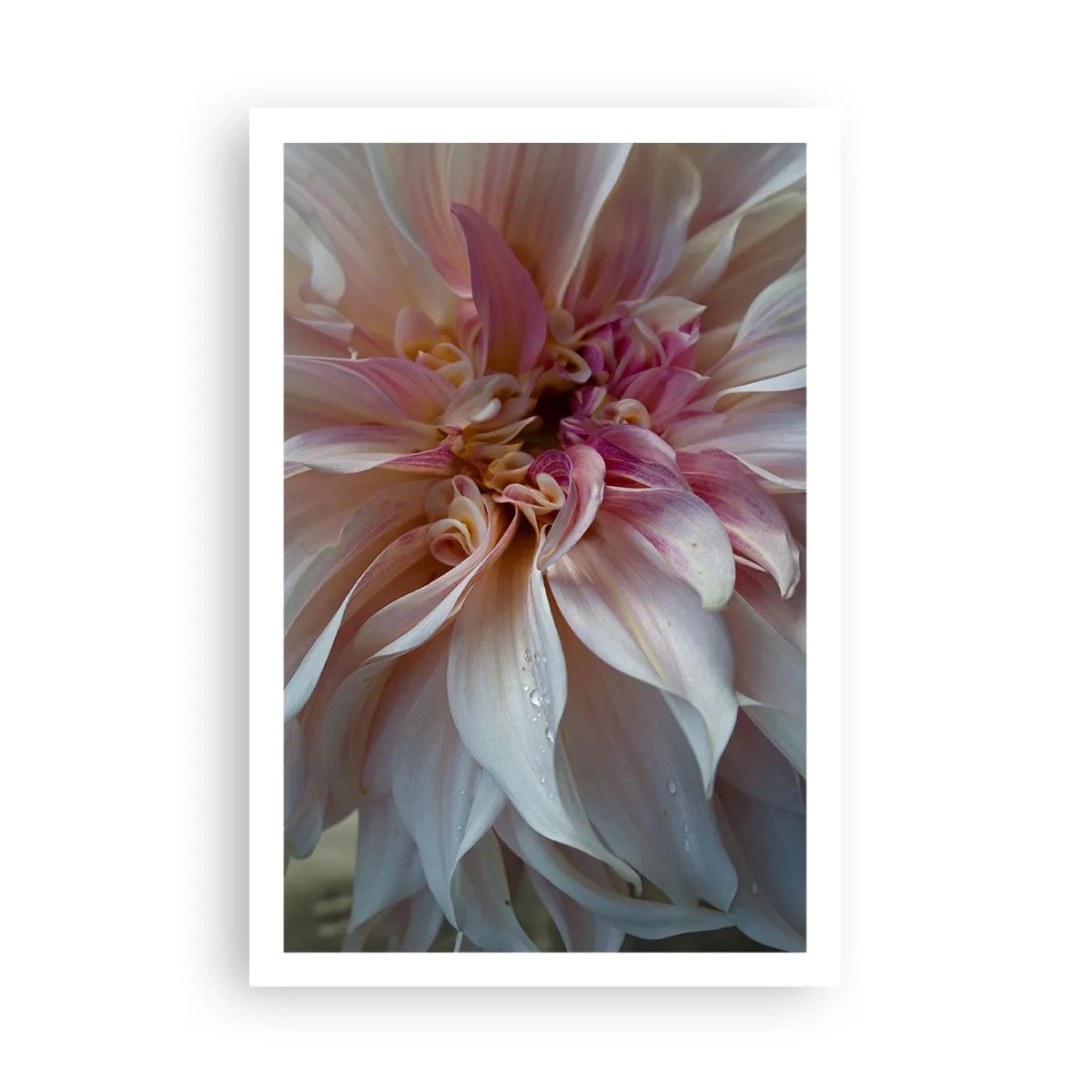 Poszter - Virágzó frissesség - 61x91 cm