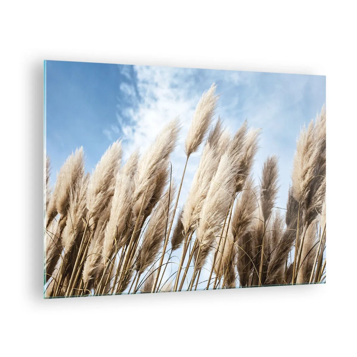Üveg kép - Dekoratív pampa füvek a kék ég ellen - 70x50cm - Napos és szeles simogatás - Modern fali dekoráció nappalihoz és hálószobához ARTTOR