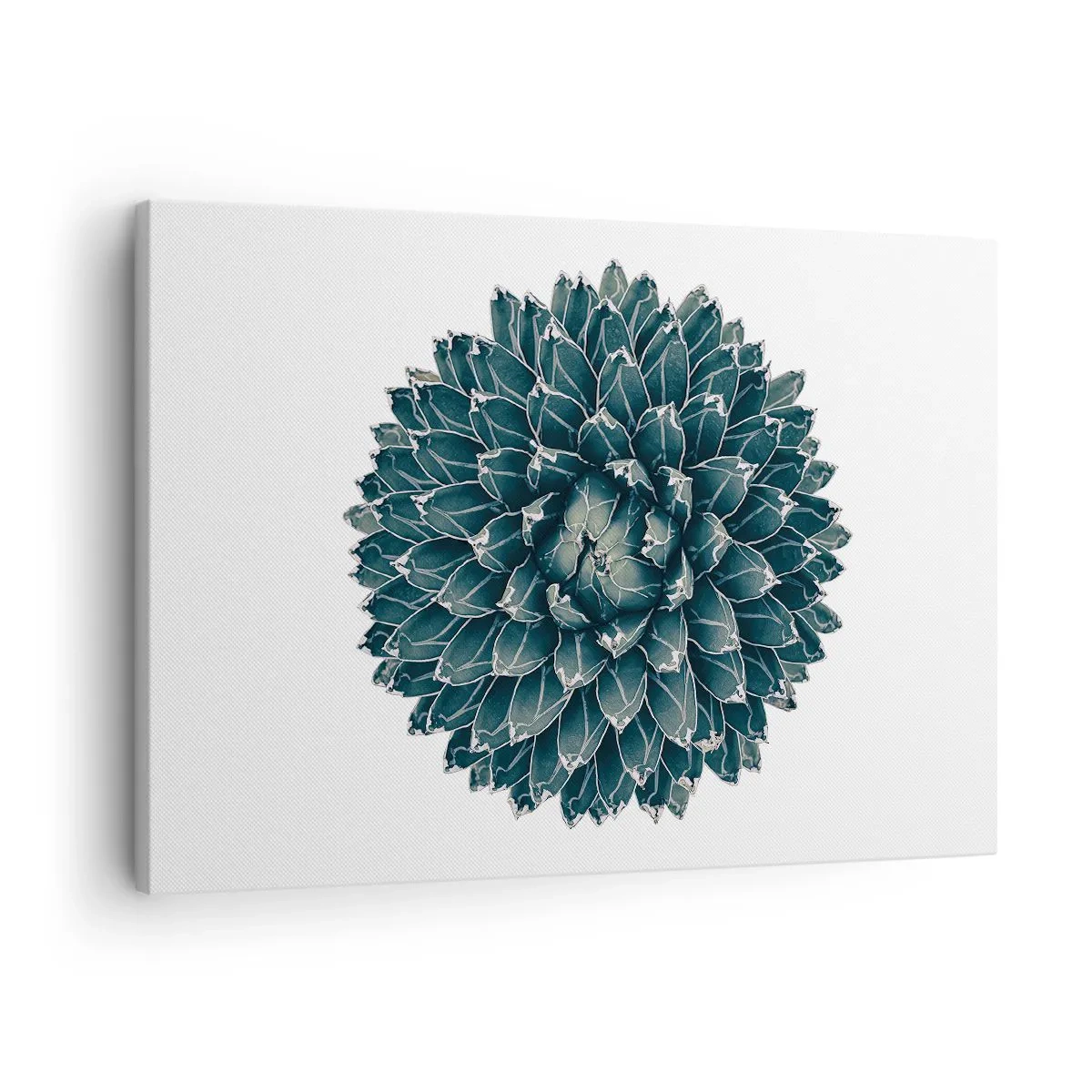 Vászonkép - A sivatag csillaga - 70x50 cm