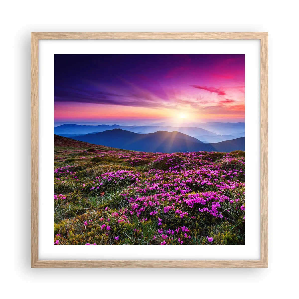 Poszter világos tölgy keretben - A gyógynövények friss fürtjei illatoztak a mezőkről - 50x50 cm