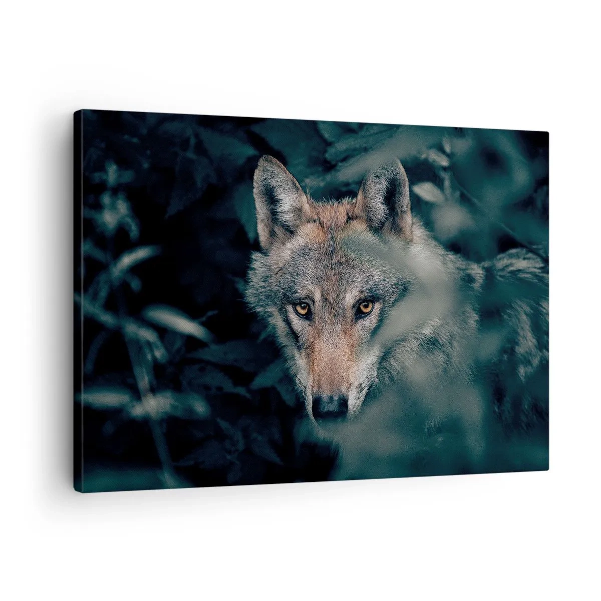 Vászonkép - Egy farkas természetes környezetében, amint az erdő mélyéről néz ki. - 70x50cm - Vadász - Modern fali dekoráció nappalihoz és hálószobához ARTTOR