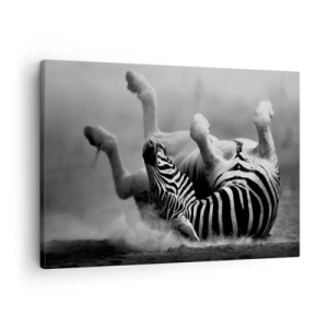 Vászonkép - Egy fekete-fehér zebra gurul a homokban - 70x50cm - Nem csak a ló nevetne - Modern fali dekoráció nappalihoz és hálószobához ARTTOR