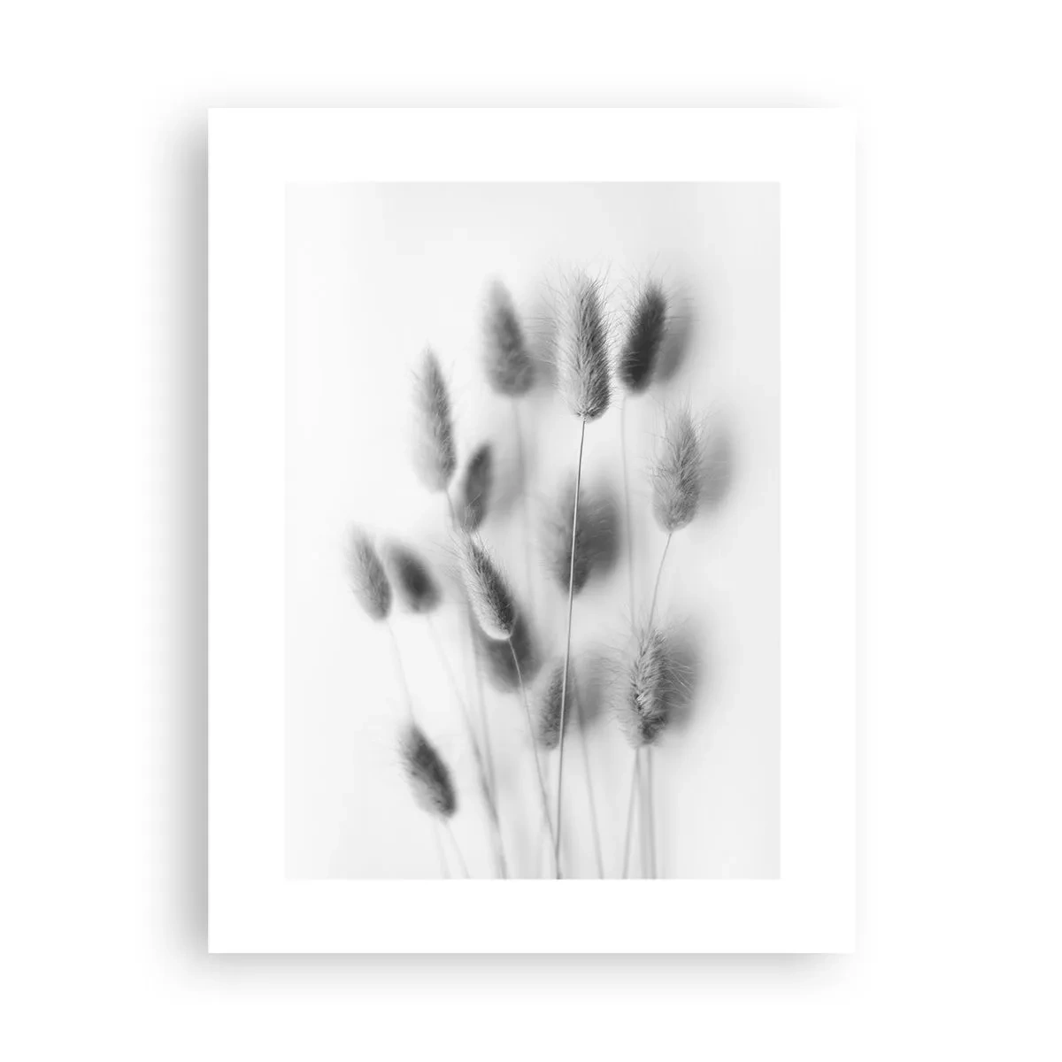 Poszter - A bolyhos fű - 30x40 cm