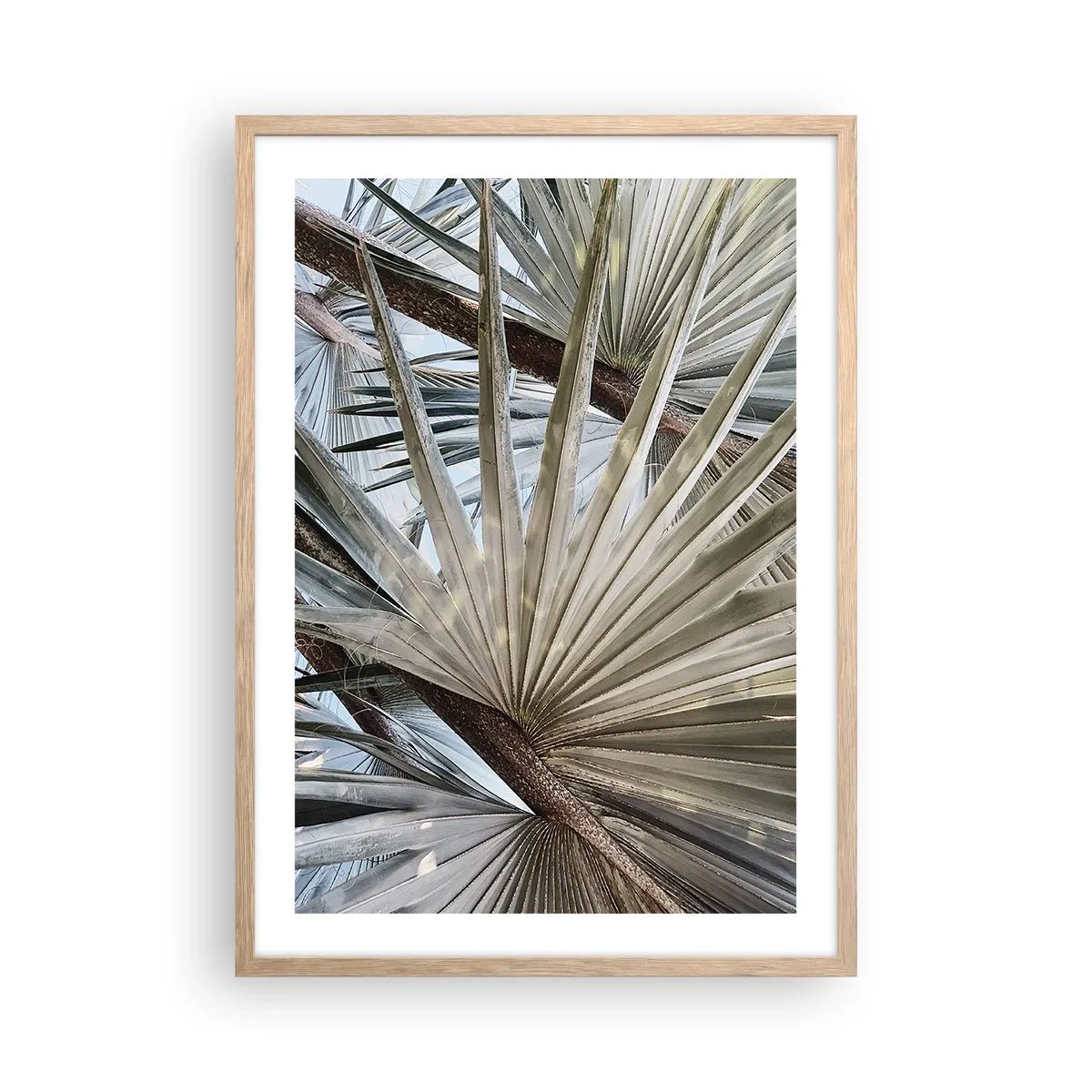 Poszter világos tölgy keretben - Legyező a trópusokon - 50x70 cm