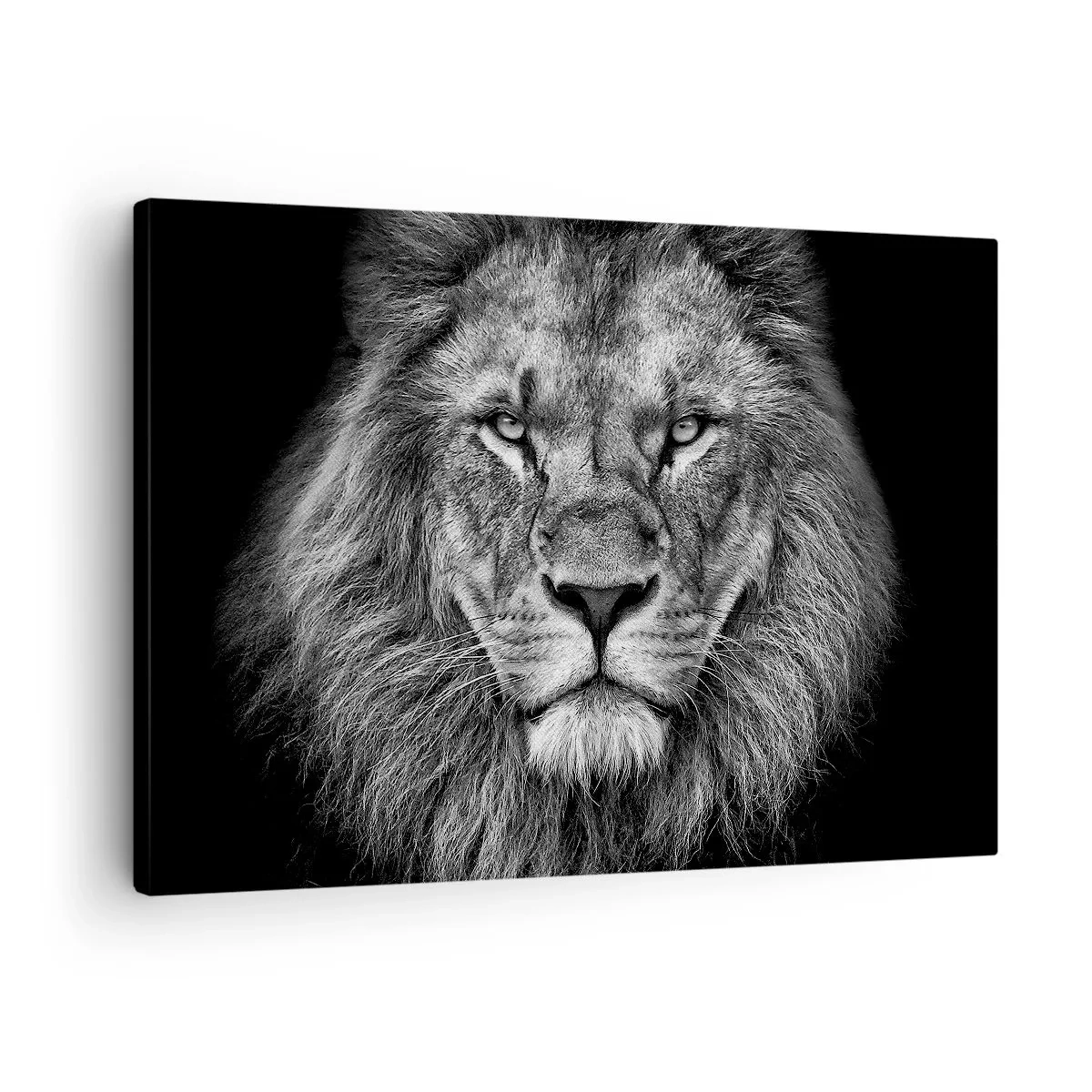 Vászonkép - Egy fenséges oroszlán portréja fekete-fehérben - 70x50cm - Őfelségi palástban - Modern fali dekoráció nappalihoz és hálószobához ARTTOR