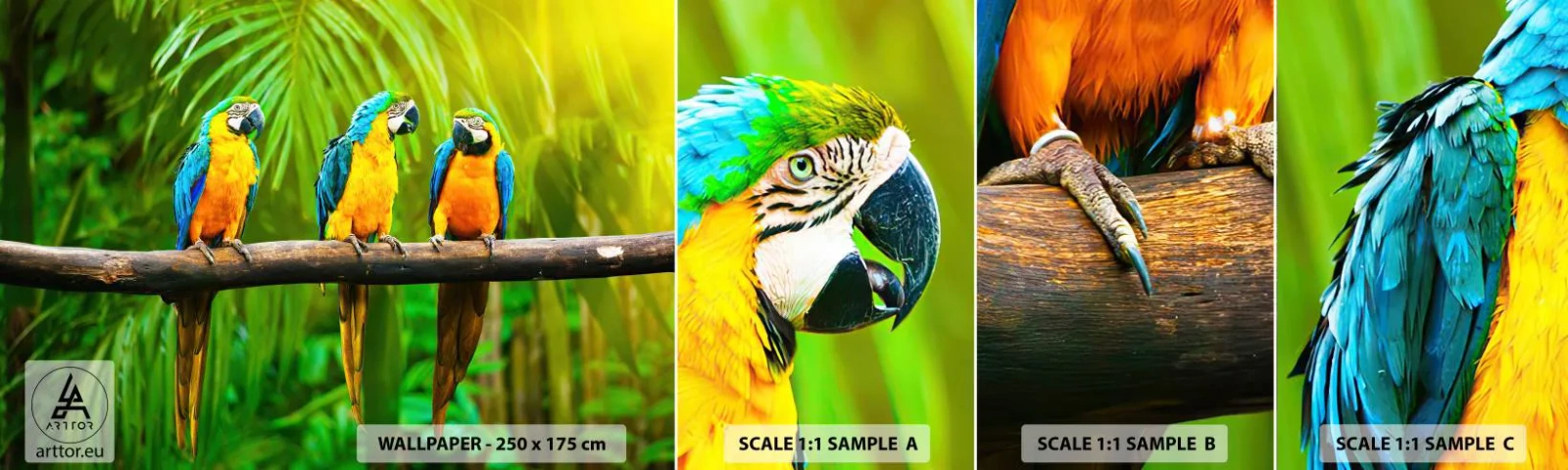 Fotótapéta Minta Öntapadós Deluxe Sticker - És hallottad, hogy ő…? - Madarak, Papagájok, Természet - 100x30 cm