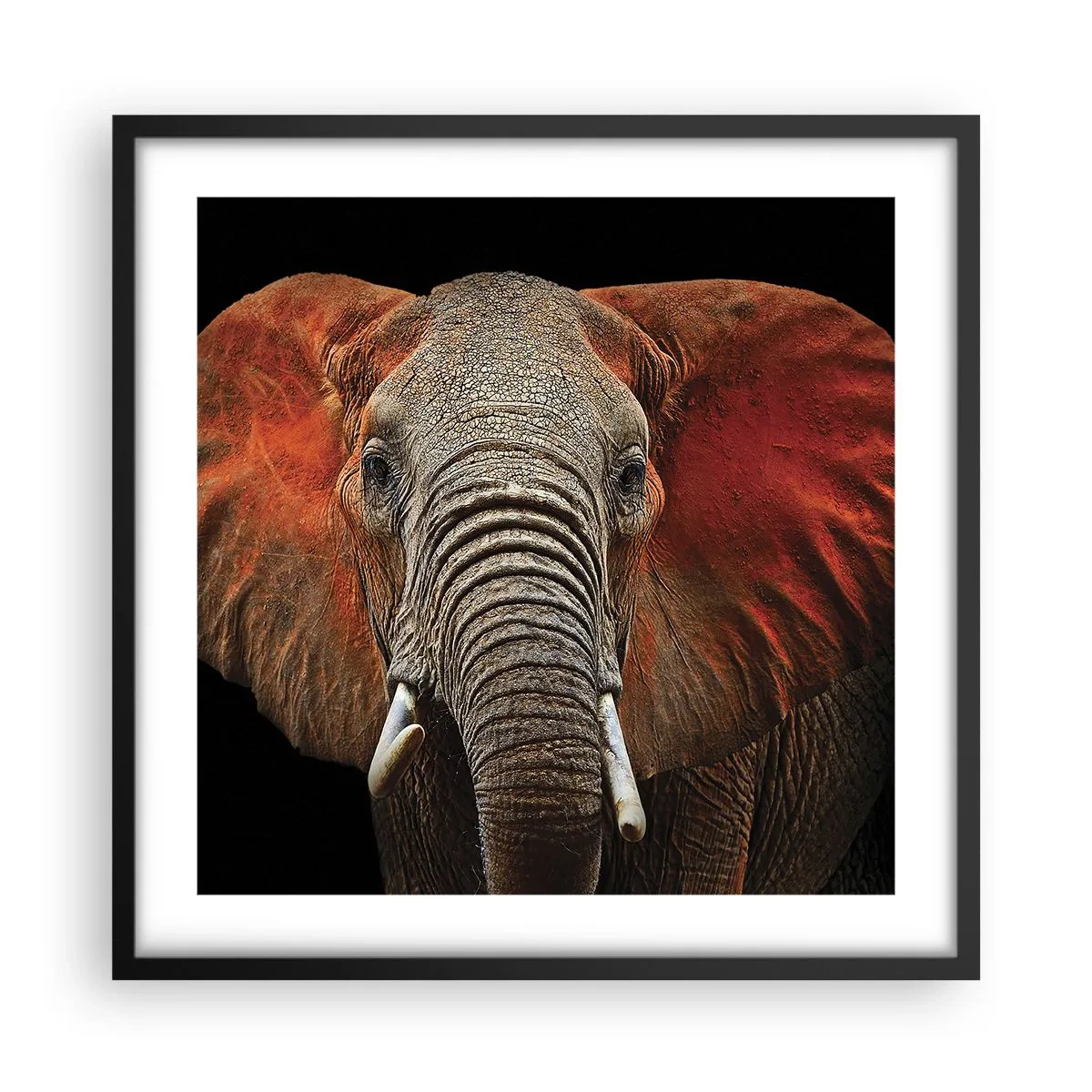 Poszter fehér keretben - Én vad vagyok, és te? - 50x50 cm