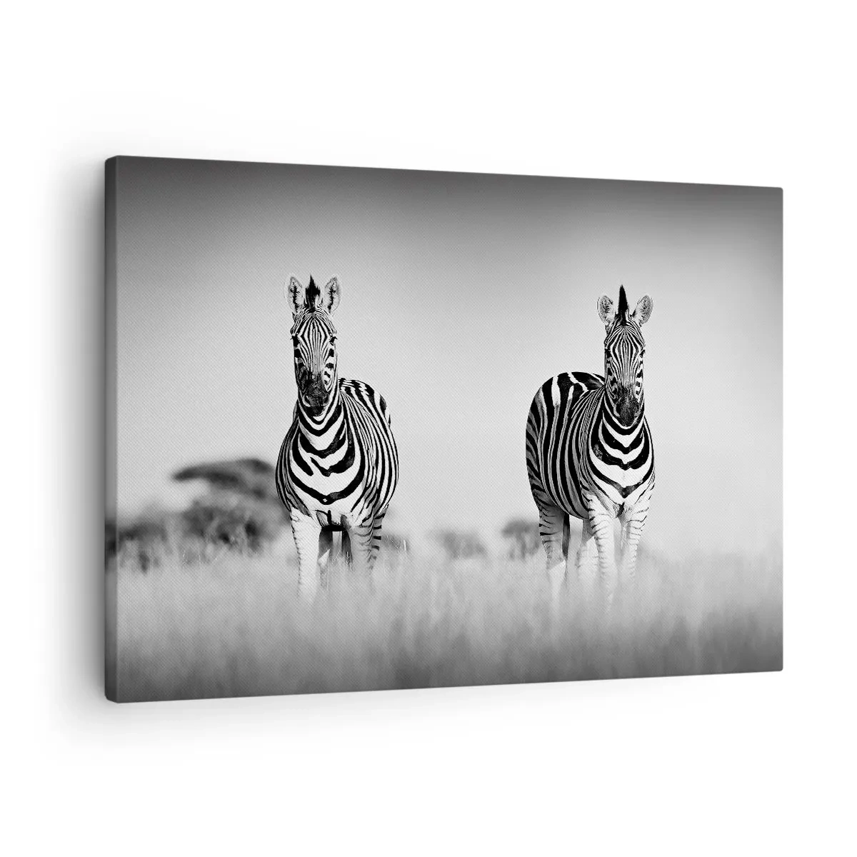 Vászonkép - Két zebra a szavannán monokróm stílusban - 70x50cm - A világ mégis fekete-fehér - Modern fali dekoráció nappalihoz és hálószobához ARTTOR
