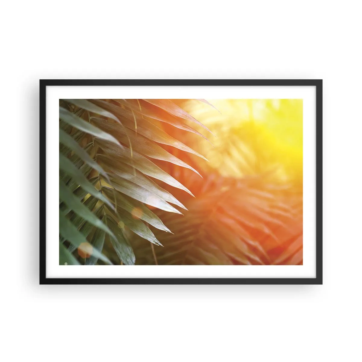 Poszter fehér keretben - Reggel a dzsungelben - 70x50 cm