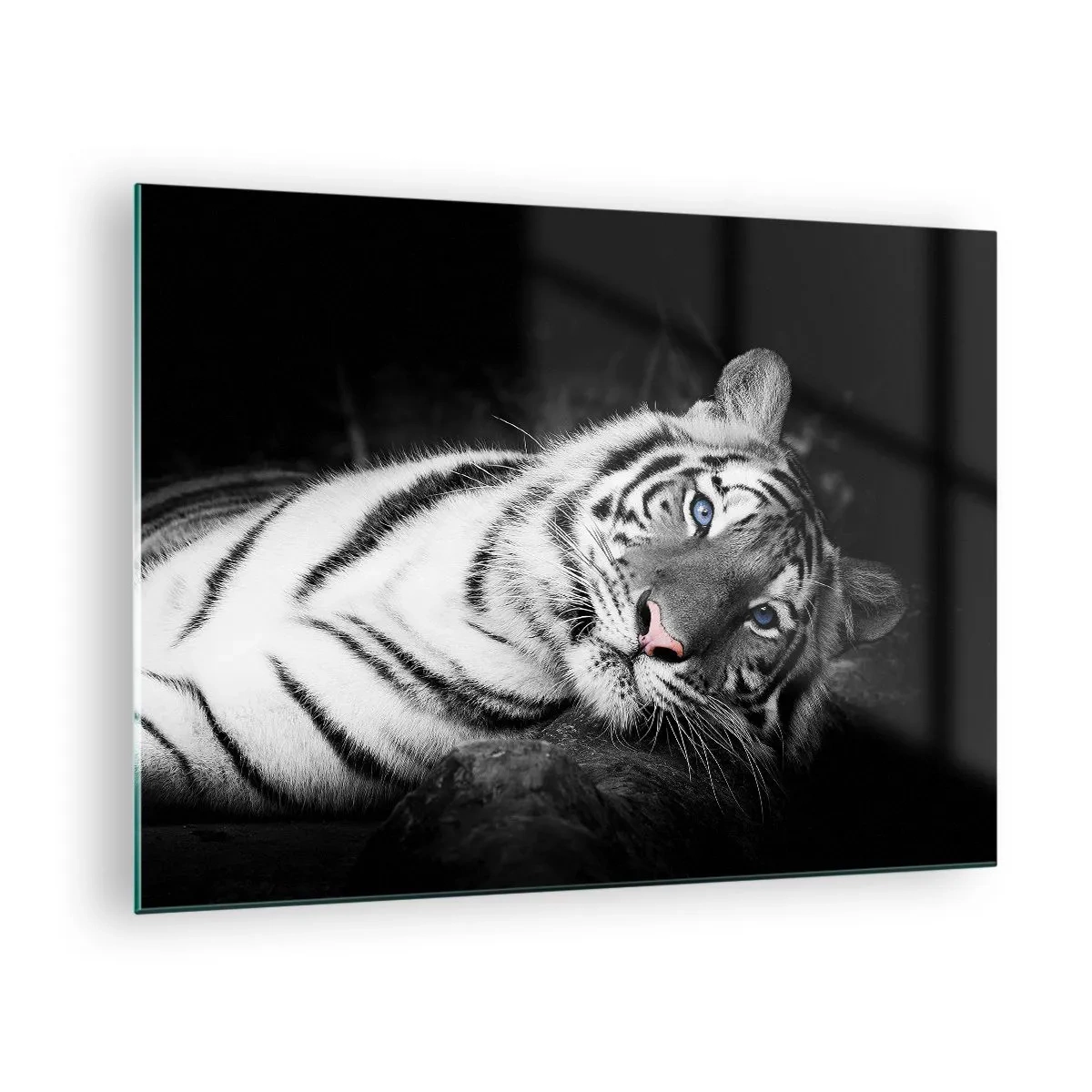 Üveg kép - Egy fehér tigris kék szemekkel fekete-fehér környezetben - 70x50cm - Vadság és nyugalom - Modern fali dekoráció nappalihoz és hálószobához ARTTOR