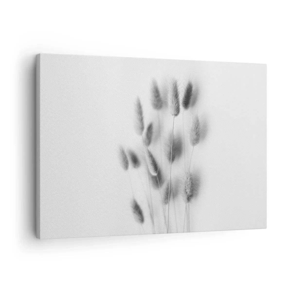 Vászonkép - Finom füvek szürke árnyalatokban fehér alapon - 70x50cm - A bolyhos fű - Modern fali dekoráció nappalihoz és hálószobához ARTTOR
