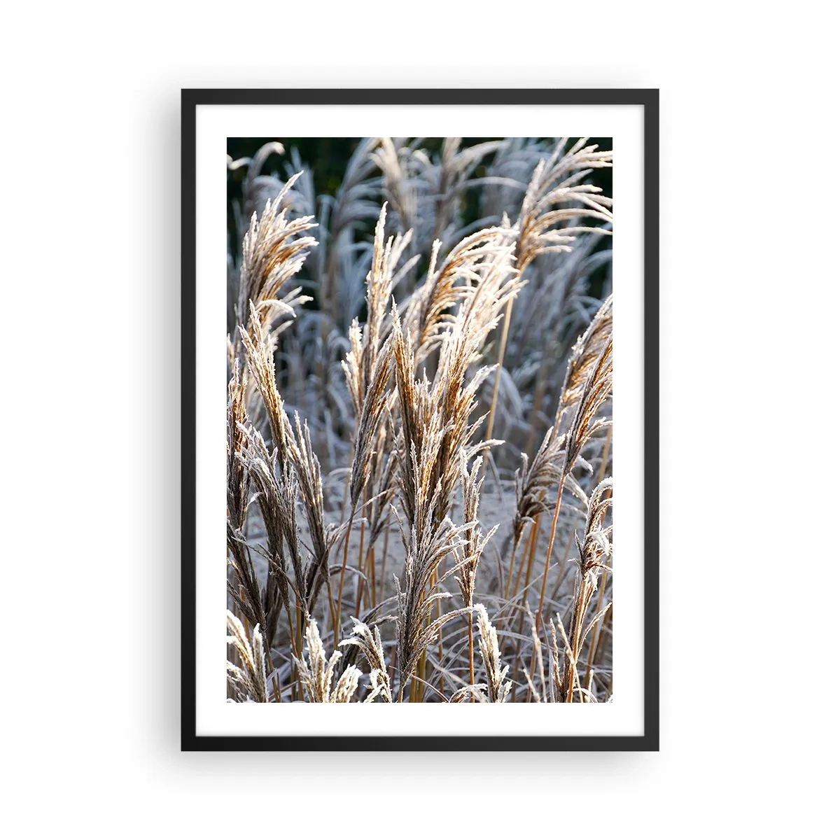 Poszter fehér keretben - Dérrel borított szárított fűszálak téli tájban - 50x70cm - Zúzmarába öltözött - Modern fali dekoráció nappalihoz és hálószobához ARTTOR