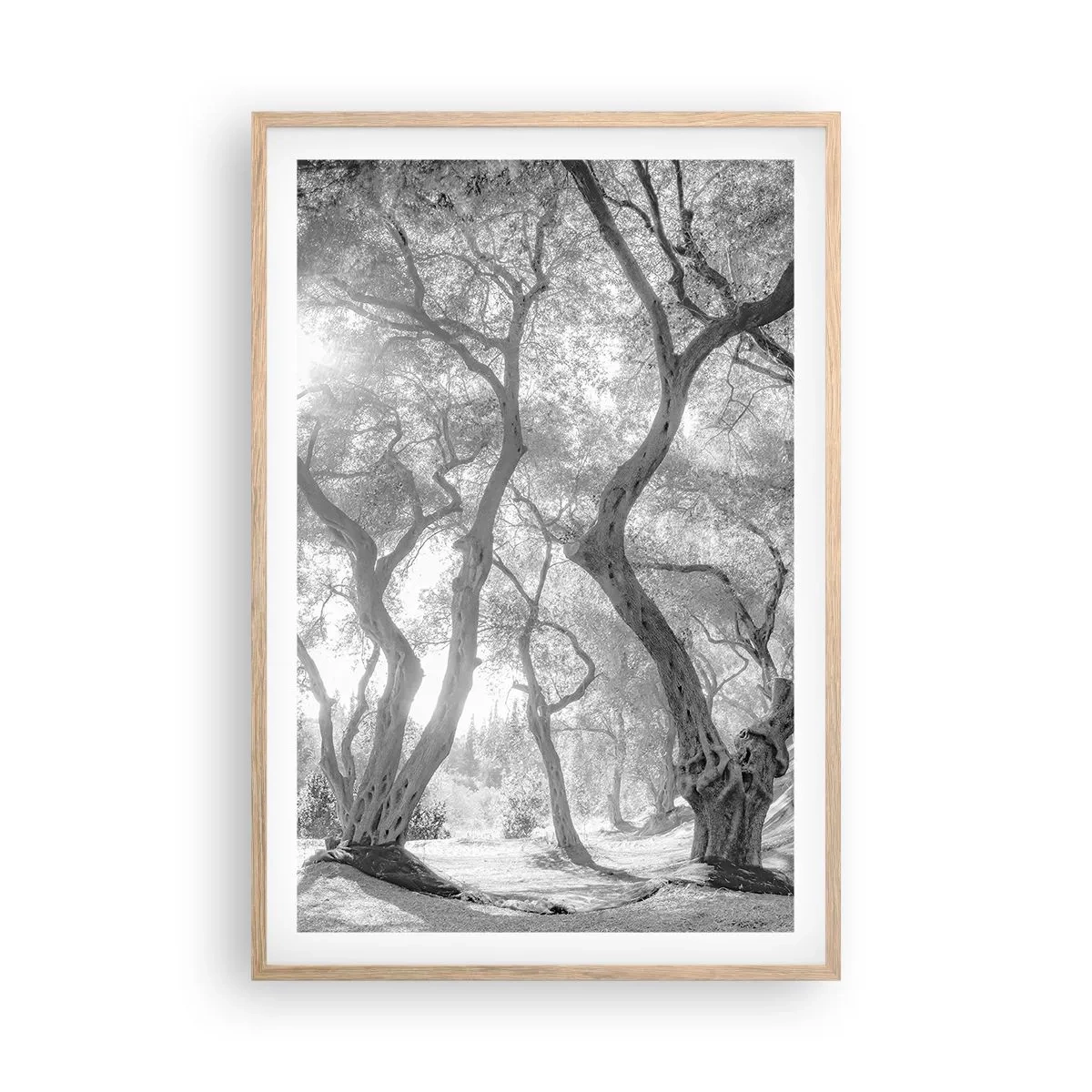 Poszter világos tölgy keretben - Egy olajfaligetben - 61x91 cm
