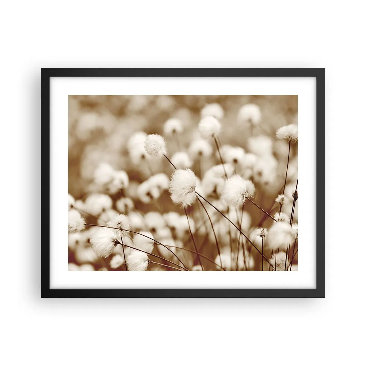 Poszter fehér keretben - Bolyhos termés - 50x40 cm
