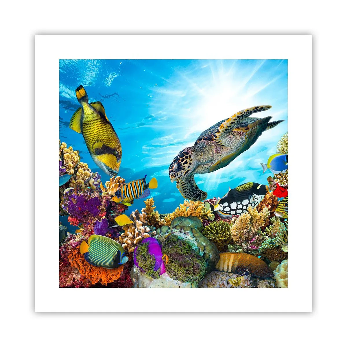 Poszter - Korall sétány - 40x40 cm