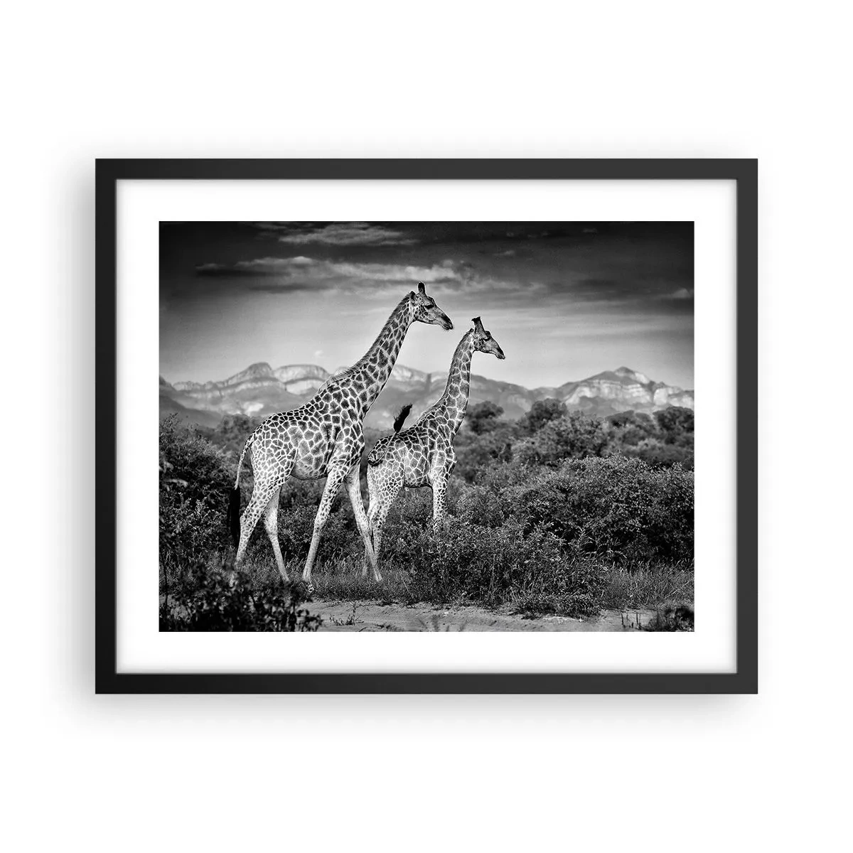 Poszter fehér keretben - Magas rangok Afrikában - 50x40 cm