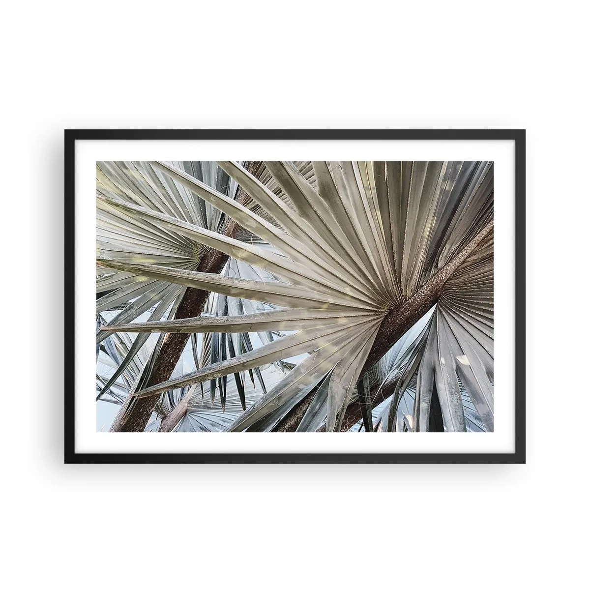 Poszter fehér keretben - Legyező a trópusokon - 70x50 cm