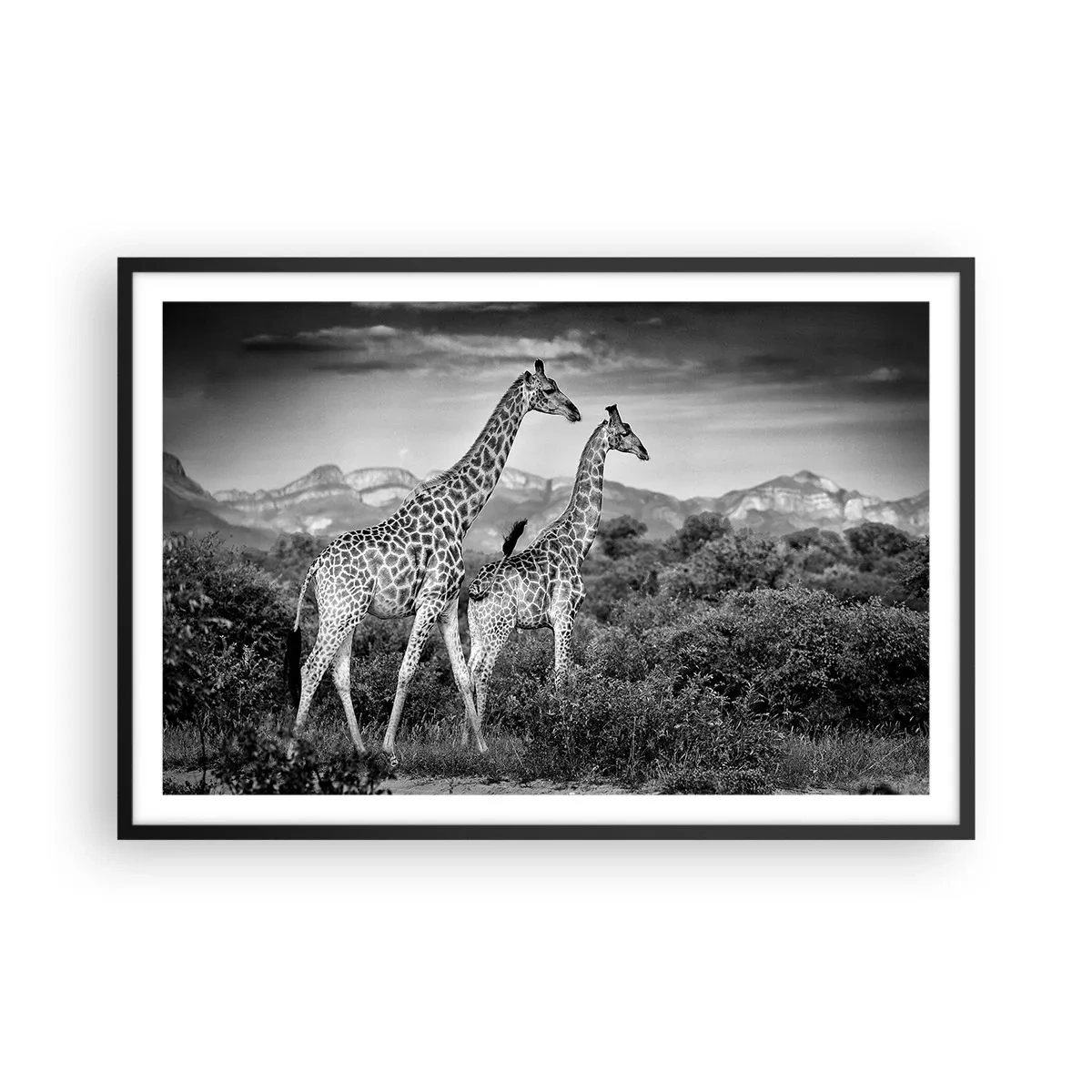 Poszter fehér keretben - Magas rangok Afrikában - 91x61 cm
