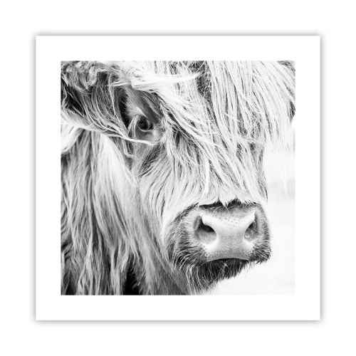 Poszter - Skót vadság - 40x40 cm