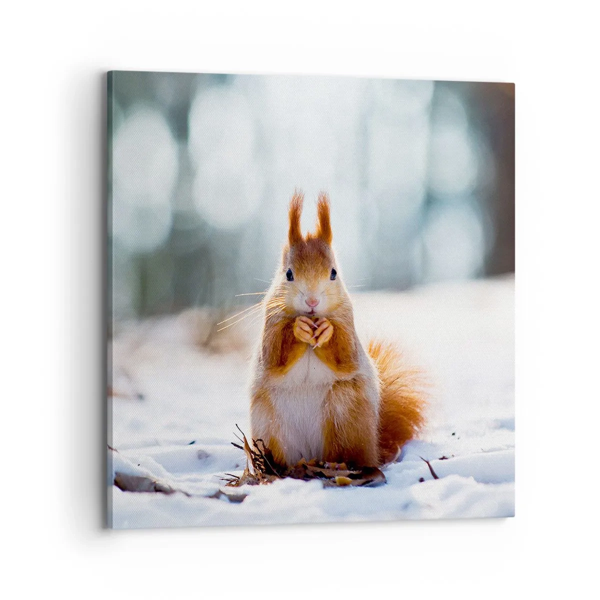 Vászonkép - Mit nézel? - 70x70 cm