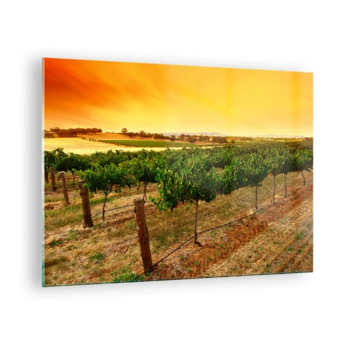 Üveg kép - Szőlőtőkék a lenyugvó nap meleg fényében - 70x50cm - Inni a napot - Modern fali dekoráció nappalihoz és hálószobához ARTTOR