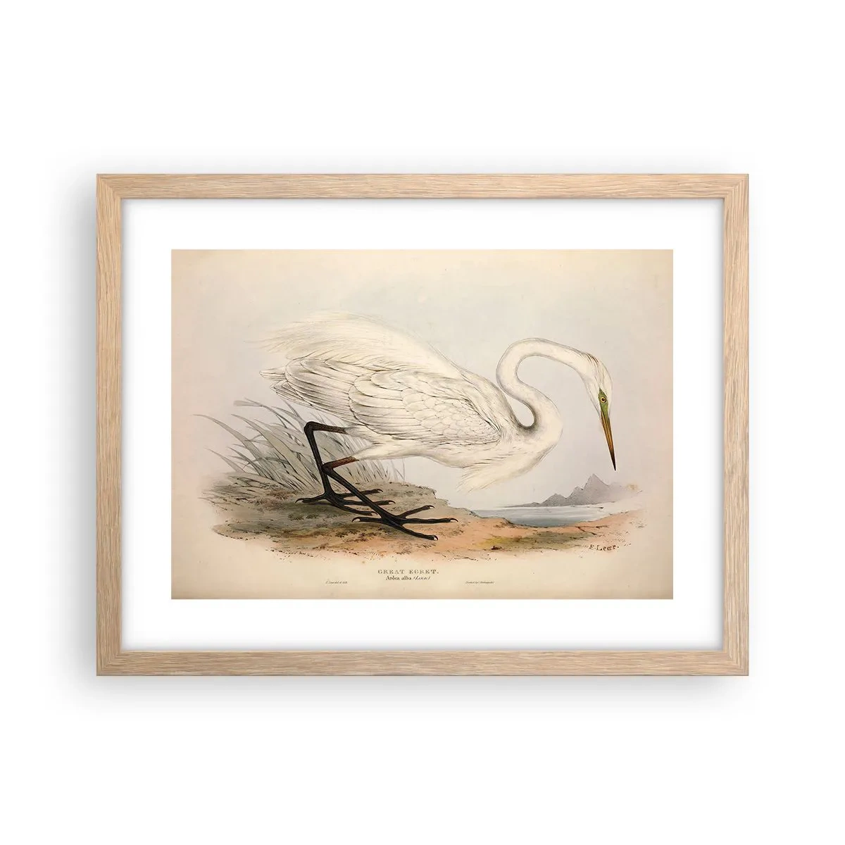 Poszter világos tölgy keretben - Hölgy a nádasban - 40x30 cm