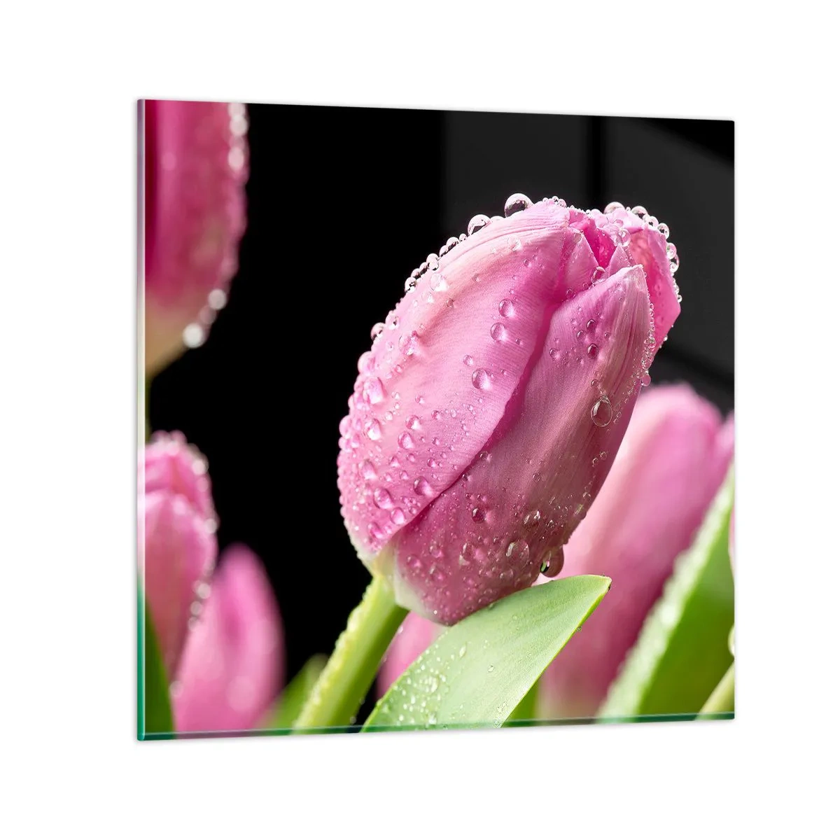 Üveg kép - Lila álom a harmatban - 40x40 cm