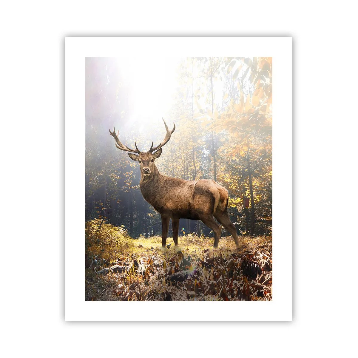 Poszter - Teljes fenségben - 40x50 cm