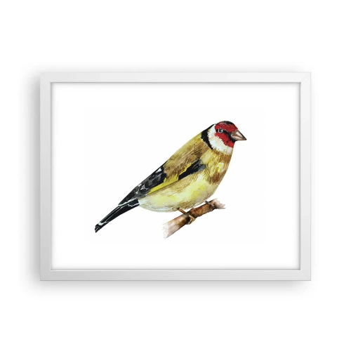 Poszter fekete keretben - Madárportré - 40x30 cm