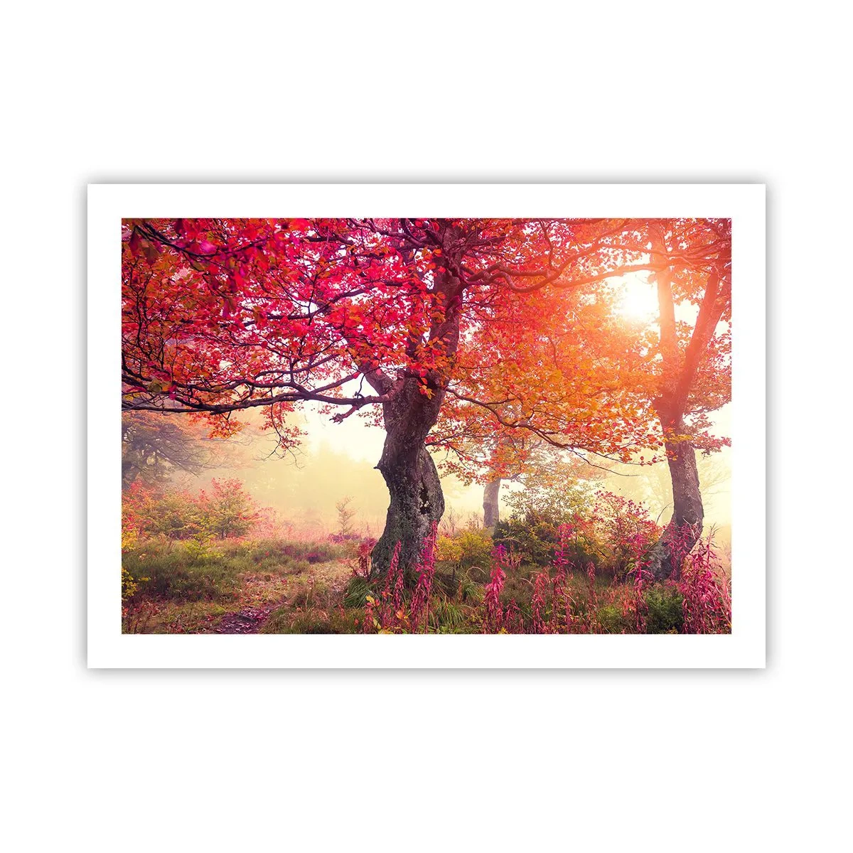 Poszter - Virágzás őrülete - 70x50 cm