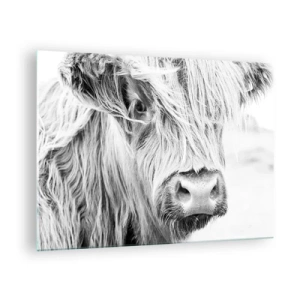 Üveg kép - Hosszú szőrű skót szarvasmarha közeli képe fekete-fehérben - 70x50cm - Skót vadság - Modern fali dekoráció nappalihoz és hálószobához ARTTOR
