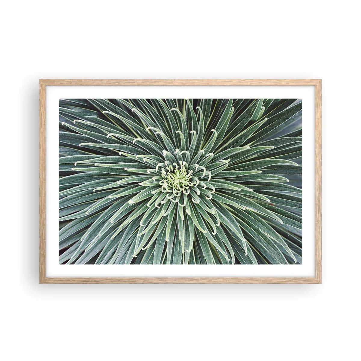 Poszter világos tölgy keretben - Csillag születik - 70x50 cm