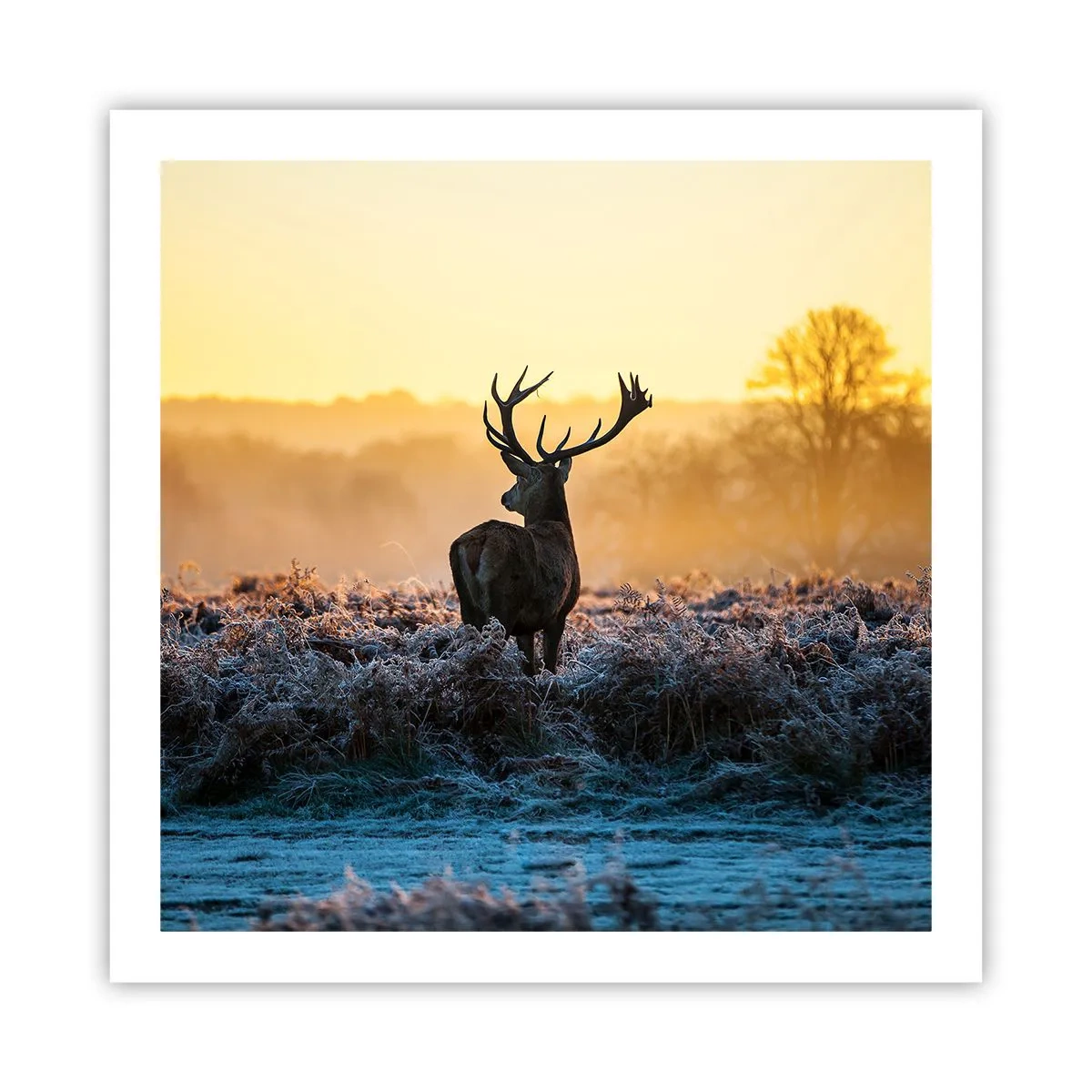 Poszter - Megkoronázott a birtokán - 60x60 cm