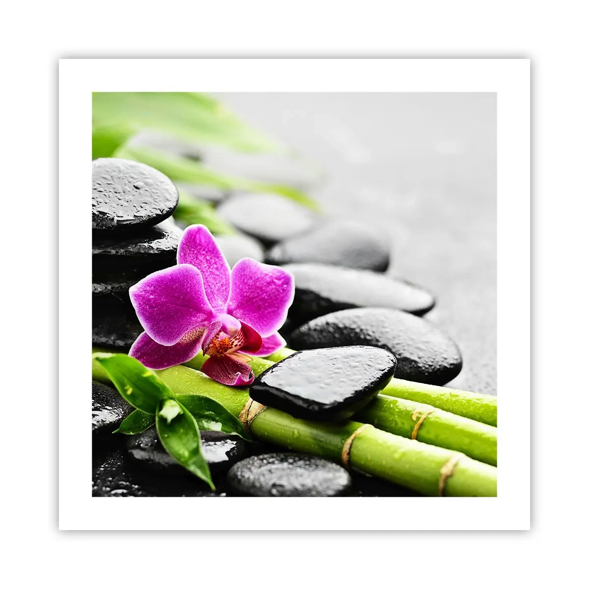 Poszter - Nyugodt egyensúlyban - 50x50 cm