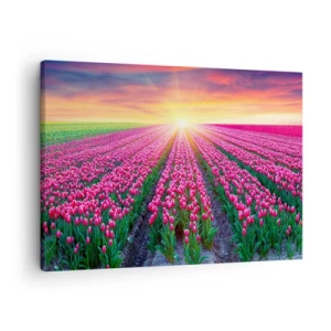 Vászonkép - Tulipánmező naplementekor - 70x50cm - Gyönyör farm - Modern fali dekoráció nappalihoz és hálószobához ARTTOR